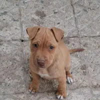 توله پیتبول نژاد دار