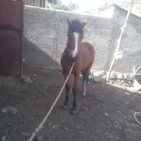 اسب|اسب و تجهیزات اسب‌سواری|کجور, |دیوار