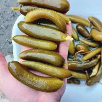 خیارشور تازه و خانگی|خوردنی و آشامیدنی|مشهد, شهرک امام هادی (شهرک غرب)|دیوار