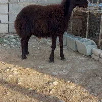 نر بره|حیوانات مزرعه|گمیشان, |دیوار