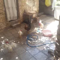 مرغ و خوروس خانگی