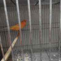 ۲عددقناری ماده سفید طلای آماده تروتمیز