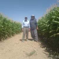ذرت علوفه ایی ۶ هکتار آماده قیمت ۵۵۰۰