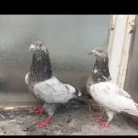 یجفت کفتر آس پاکستانی