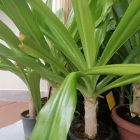 سوسن گل عنکبوتی