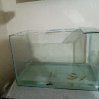 ماهی همراه آکواریم|ماهی|مسجد سلیمان, |دیوار