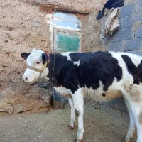 گوساله سمینتال