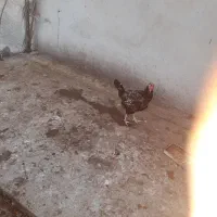 فروش مرغ محلی لاری تخم گذار