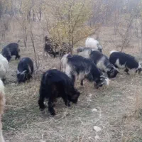 حیوان|حیوانات مزرعه|صمصامی, |دیوار