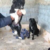 شاه توله قدرجونی|سگ|بندرعباس, |دیوار