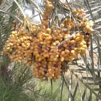 پاجوش نخل / نهال نخل|گل و گیاه طبیعی|رودان, |دیوار