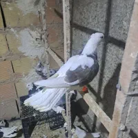 دوتا کفتر طوقی|پرنده|قرچک, مهدیه|دیوار