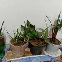 گل وگیاه|گل و گیاه طبیعی|قوچان, |دیوار