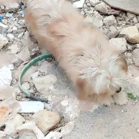 سگ پا کوتاه|سگ|شیراز, جرسقان|دیوار