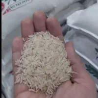 برنج طاره هاشمی کشت ۲ و ۱ و سرلاشه