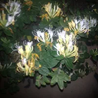 کمک حسابدار و سرایدار در خدمتم