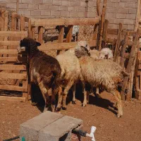 گوسفند میش شیرازی