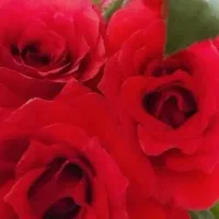 گلخانه دز|گل مصنوعی|اهواز, زیتون کارمندی|دیوار
