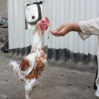 جوجه خروس اشامو