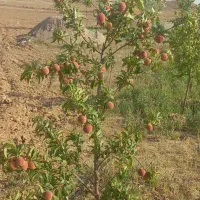 باغ ۳۰۰۰ متر مربع  زنجانرود فروش فوری|فروش زمین و ملک کلنگی|زنجانرود, |دیوار