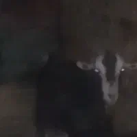 ۱عدد بز ماده