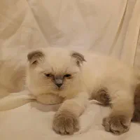 واگذاری بچه گربه اسکاتیش فولد