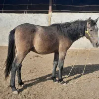 کره اسب نریان|اسب و تجهیزات اسبسواری|قوچان, |دیوار