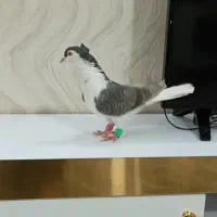 ساده کاکلی ماده کفتر بوم تیر|پرنده|مشهد, مهدی آباد|دیوار