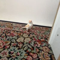 قناری نر|پرنده|کرمان, |دیوار