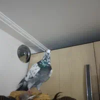 کبوتر زاجر وپرشی