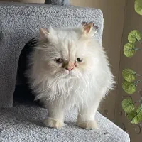 گربه