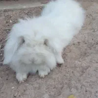 خرگوش خونگی