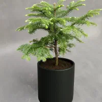 کاج کره‌ای (آبیس) ۸۰ درصد تخفیف