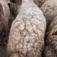قوچ سنجابی اصیل