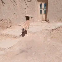 واگذاری|سگ|کبودرآهنگ, |دیوار