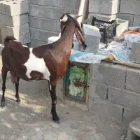 سلام یک راس بز آبستن پاکستانی فروشی|حیوانات مزرعه|بندرعباس, |دیوار