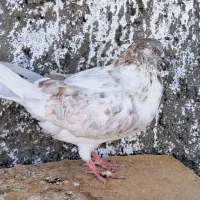 کبوتر گمشده