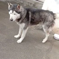 سگ گمشده|حیوانات|نقده, |دیوار