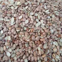 لوبیا چیتی ایرانی|خوردنی و آشامیدنی|قم, حاج زینل|دیوار