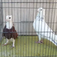 نر و ماده شازده سرور