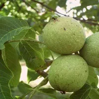 گردو پوست سبز کاغذی درجه 1