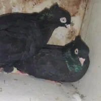 یه جفت سیاه ذاغ|پرنده|کوه چنار, |دیوار