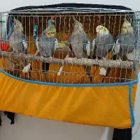 عروس هلندی