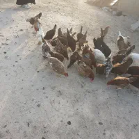 مرغ و خروس