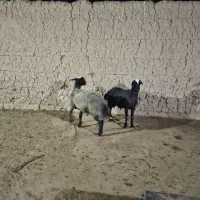 بره شال