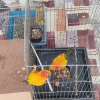 طوطی خورشیدی جفت