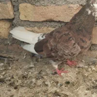 چهارتا کبوتر هم جفت هم پرش