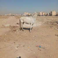 اسب مادیان|اسب و تجهیزات اسبسواری|کرج, کیانمهر|دیوار