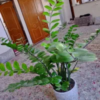 فروش گل زاموفیلیا