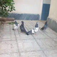 کبوتر پاکستانی